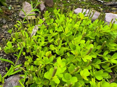 Saint Gallen, Switzerland, November 23, 2024 Peperomia Hoffmannii plant at the botanical garden clipart