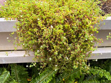 Saint Gallen, İsviçre, 23 Kasım 2024 Crassula Genişleme Bitkisi Botanik Bahçesinde