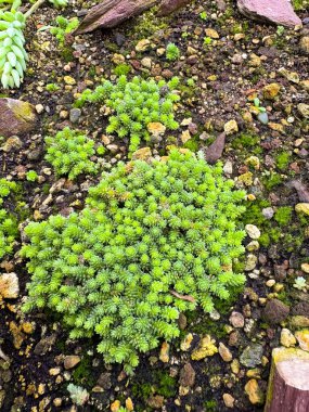Saint Gallen, İsviçre, 23 Kasım 2024 Sedum Compactum Fabrikası Botanik Bahçesi