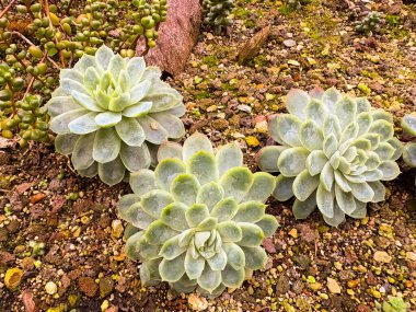 Saint Gallen, İsviçre, 23 Kasım 2024 Echeveria Elegans veya botanik bahçesindeki Meksika kar topu fabrikası