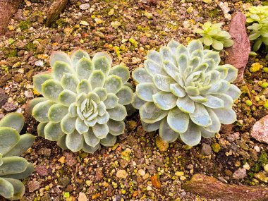 Saint Gallen, İsviçre, 23 Kasım 2024 Echeveria Elegans veya botanik bahçesindeki Meksika kar topu fabrikası