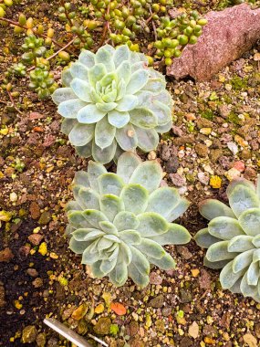 Saint Gallen, İsviçre, 23 Kasım 2024 Echeveria Elegans veya botanik bahçesindeki Meksika kar topu fabrikası