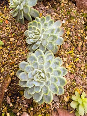 Saint Gallen, İsviçre, 23 Kasım 2024 Echeveria Elegans veya botanik bahçesindeki Meksika kar topu fabrikası