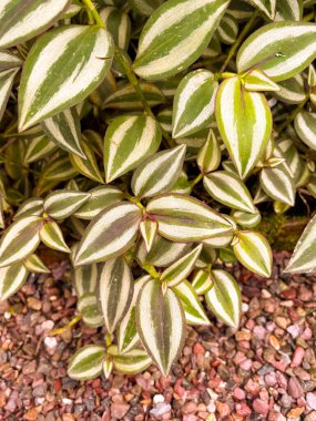 Saint Gallen, Switzerland, November 23, 2024 Tradescantia Zebrina or silver inch plant at the botanical garden clipart