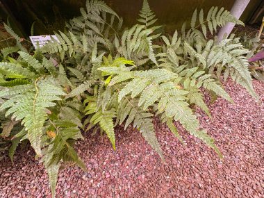 Saint Gallen, Switzerland, November 23, 2024 Deparia Petersenii or japanese lady fern at the botanical garden clipart