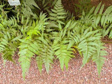 Saint Gallen, İsviçre, 23 Kasım 2024 Deparia Petersenii veya Japon kadın eğreltiotu botanik bahçesinde