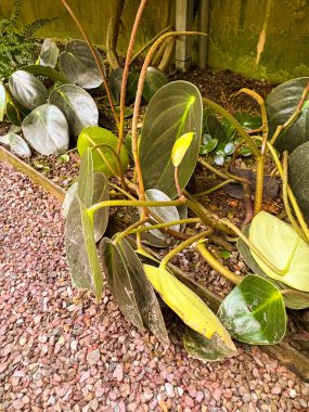 Saint Gallen, İsviçre, 23 Kasım 2024 Peperomia Obtusifolia veya botanik bahçesindeki bebek kauçuğu fabrikası