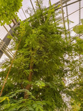 Saint Gallen, İsviçre, 23 Kasım 2024 Tamarindus Indica fabrikası botanik bahçesinde.