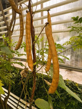 Saint Gallen, Switzerland, November 23, 2024 Canavalia Ensiformis or Jack bean plant at the botanical garden clipart