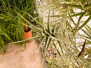 Saint Gallen, İsviçre, 23 Kasım 2024 Tillandsia Albida bitkisi botanik bahçesinde.