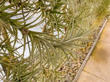 Saint Gallen, İsviçre, 23 Kasım 2024 Tillandsia Albida bitkisi botanik bahçesinde.