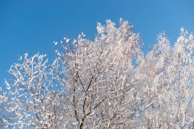 Schaan, Lihtenştayn, 31 Aralık 2024 Kışın Frost tarlalarında