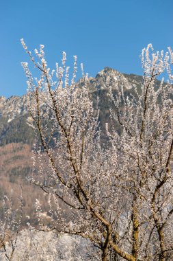 Vaduz, Lihtenştayn, 31 Aralık 2024 Kış mevsiminde tarlalarda buz