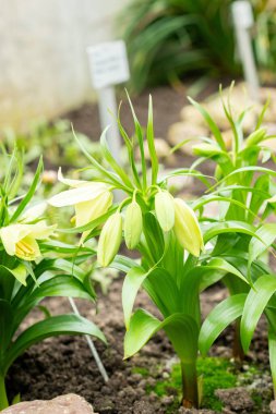 Saint Gallen, İsviçre, 20 Şubat 2025 Fritillaria Raddeana bitkisi botanik bahçesinde