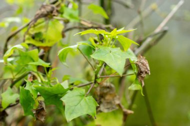 Saint Gallen, İsviçre, 20 Şubat 2025 Senecio Mikanioides veya botanik bahçesindeki pelerin sarmaşığı fabrikası