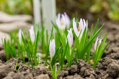 Saint Gallen, İsviçre, 20 Şubat 2025 Botanik Bahçesindeki Merendera Sobolifera fabrikası