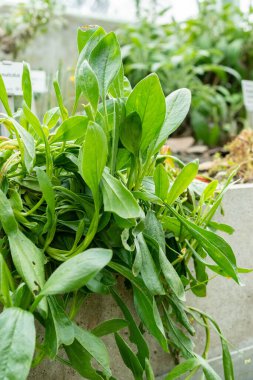 Saint Gallen, İsviçre, 20 Şubat 2025 Scorpiurus Muricatus veya botanik bahçesindeki tırtıl fabrikası