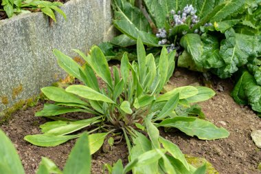Saint Gallen, İsviçre, 20 Şubat 2025 Cynoglossum Creticum tesisi botanik bahçesinde.