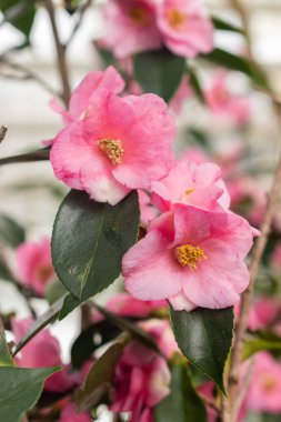 Saint Gallen, İsviçre, 20 Şubat 2025 Camellia Cornish bahar bitkisi botanik bahçesinde