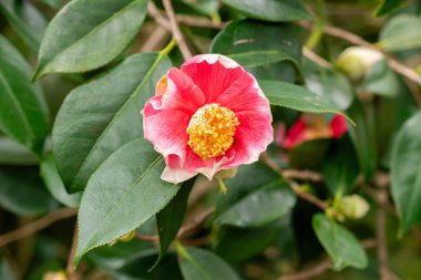 Saint Gallen, İsviçre, 20 Şubat 2025 Kamelya Kraliyet Bitkisi Botanik Bahçesi