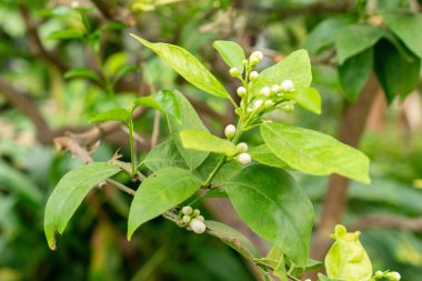 Saint Gallen, İsviçre, 20 Şubat 2025 Botanik Bahçesindeki Citrus Sinensis fabrikası