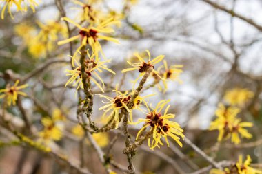Saint Gallen, İsviçre, 20 Şubat 2025 Hamamelis Mollis veya botanik bahçesindeki Çin cadı fındığı.