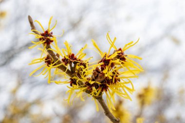 Saint Gallen, İsviçre, 20 Şubat 2025 Hamamelis Mollis veya botanik bahçesindeki Çin cadı fındığı.