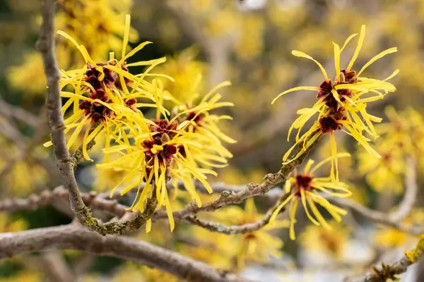 Saint Gallen, İsviçre, 20 Şubat 2025 Hamamelis Mollis veya botanik bahçesindeki Çin cadı fındığı.