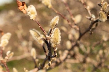 Zürih, İsviçre, 4 Mart 2025 Magnolia Stellata veya botanik bahçesindeki yıldız manolya bitkisi