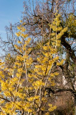 Zürih, İsviçre, 4 Mart 2025 Hamamelis X Intermedia veya botanik bahçesindeki melez cadı fındığı fabrikası