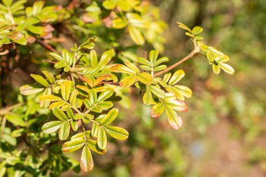 Zürih, İsviçre, 4 Mart 2025 Ploylepis Australis veya botanik bahçesindeki tabaquillo fabrikası