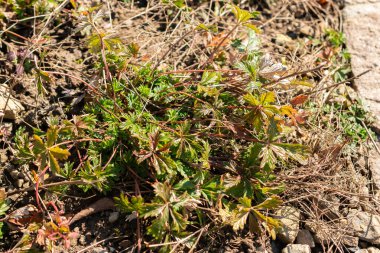 Zürih, İsviçre, 4 Mart 2025 Botanik Bahçesindeki Potentilla Neglecta fabrikası