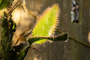 Zürih, İsviçre, 4 Mart 2025 Strophocactus Wittii veya botanik bahçesindeki Amazon ay çiçeği