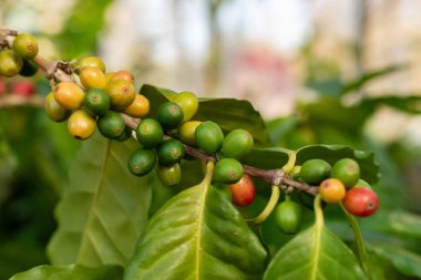 Zürih, İsviçre, 4 Mart 2025 Botanik Bahçesindeki Kahve Fabrikası