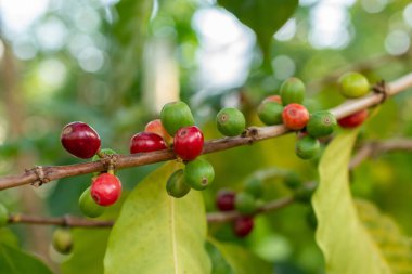 Zürih, İsviçre, 4 Mart 2025 Botanik Bahçesindeki Kahve Fabrikası