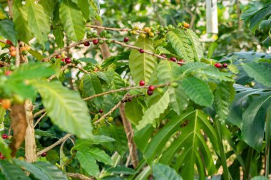 Zürih, İsviçre, 4 Mart 2025 Botanik Bahçesindeki Kahve Fabrikası