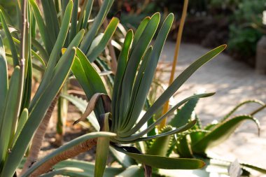 Zürih, İsviçre, 4 Mart 2025 Aloe Plicatilis veya botanik bahçesindeki fan aloe bitkisi