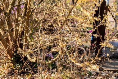 Zürih, İsviçre, 4 Mart 2025 Chimonanthus Praecox veya botanik bahçesindeki kış tatlısı bitkisi