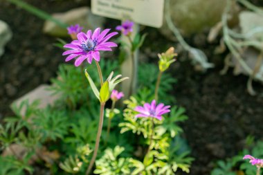 Saint Gallen, İsviçre, 5 Mart 2025 Anemone Hortensis veya botanik bahçesindeki geniş yapraklı anemon bitkisi