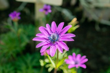 Saint Gallen, İsviçre, 5 Mart 2025 Anemone Hortensis veya botanik bahçesindeki geniş yapraklı anemon bitkisi