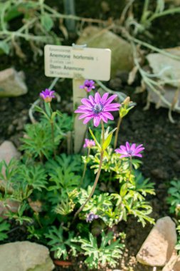 Saint Gallen, İsviçre, 5 Mart 2025 Anemone Hortensis veya botanik bahçesindeki geniş yapraklı anemon bitkisi