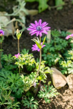 Saint Gallen, İsviçre, 5 Mart 2025 Anemone Hortensis veya botanik bahçesindeki geniş yapraklı anemon bitkisi