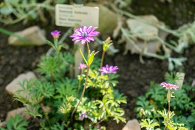 Saint Gallen, İsviçre, 5 Mart 2025 Anemone Hortensis veya botanik bahçesindeki geniş yapraklı anemon bitkisi