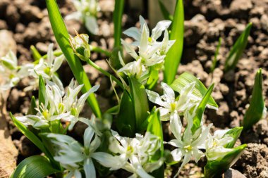 Saint Gallen, İsviçre, 5 Mart 2025 Ornithogalum Oligophyllum bitkisi botanik bahçesinde.