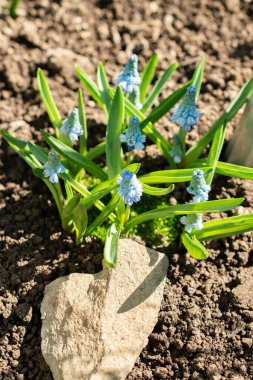 Saint Gallen, İsviçre, 5 Mart 2025 Muscari Azureum veya botanik bahçesindeki gök mavisi sümbül bitkisi