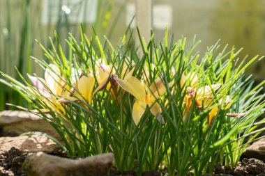 Saint Gallen, İsviçre, 5 Mart 2025 Crocus Angustifolius veya botanik bahçesindeki altın krokus örtüsü
