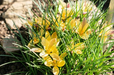 Saint Gallen, İsviçre, 5 Mart 2025 Crocus Angustifolius veya botanik bahçesindeki altın krokus örtüsü