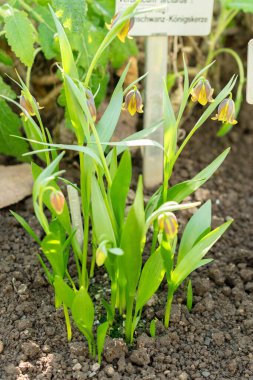 Saint Gallen, İsviçre, 5 Mart 2025 Fritillaria Pinardii bitkisi botanik bahçesinde