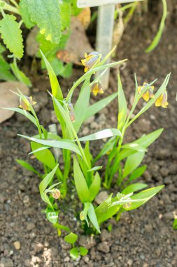 Saint Gallen, İsviçre, 5 Mart 2025 Fritillaria Pinardii bitkisi botanik bahçesinde