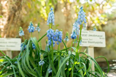 Saint Gallen, İsviçre, 5 Mart 2025 Muscari Pseudomuscari veya botanik bahçesindeki tebeşir üzümü sümbülü bitkisi